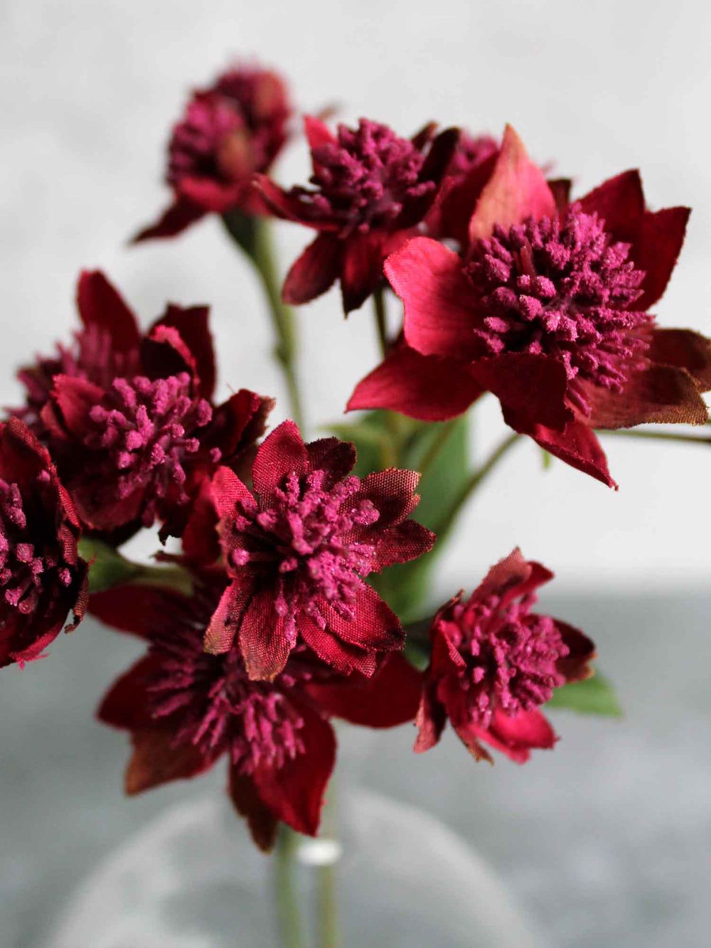 MAGENTA ASTRANTIA