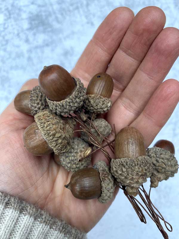 BROWN ACORNS