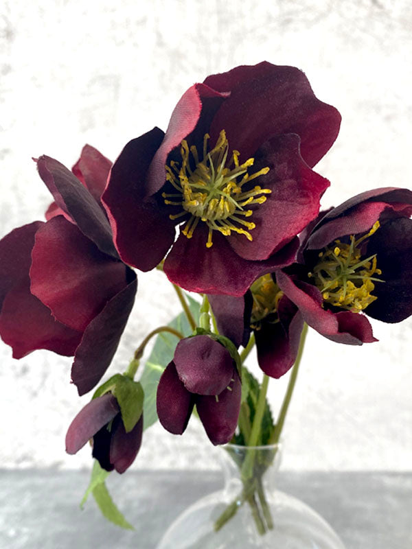 DARK HELLEBORE