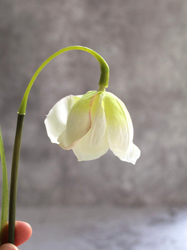 
                  
                    CREAM FRITILLARIA
                  
                