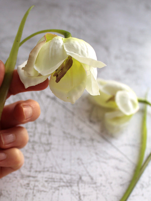 
                  
                    CREAM FRITILLARIA
                  
                