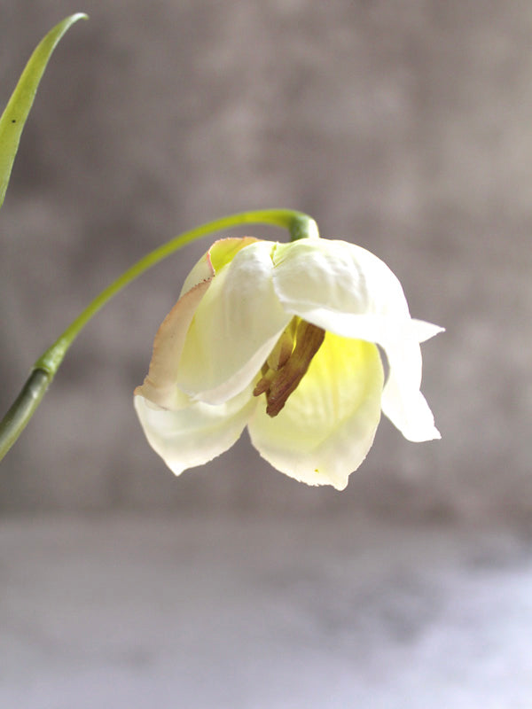 CREAM FRITILLARIA