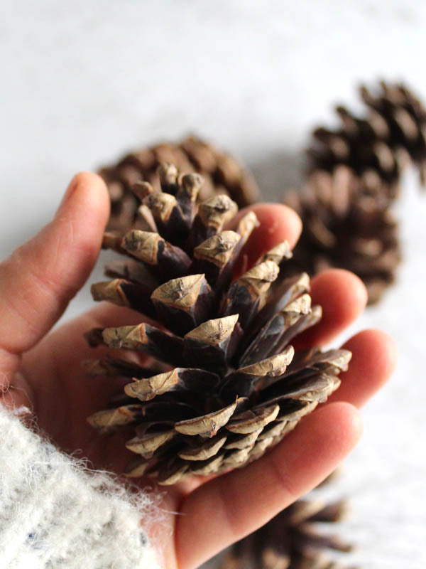 
                  
                    pine cone
                  
                