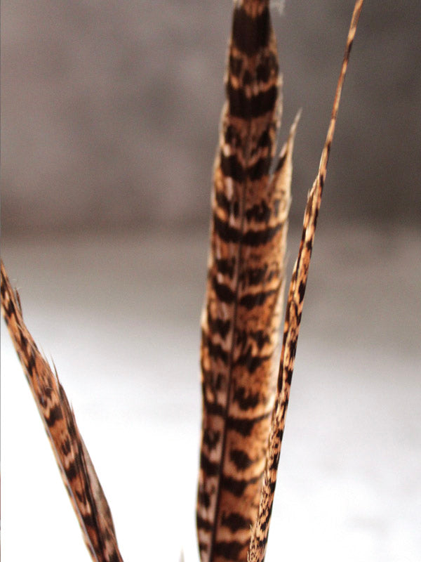 
                  
                    PHEASANT FEATHERS
                  
                