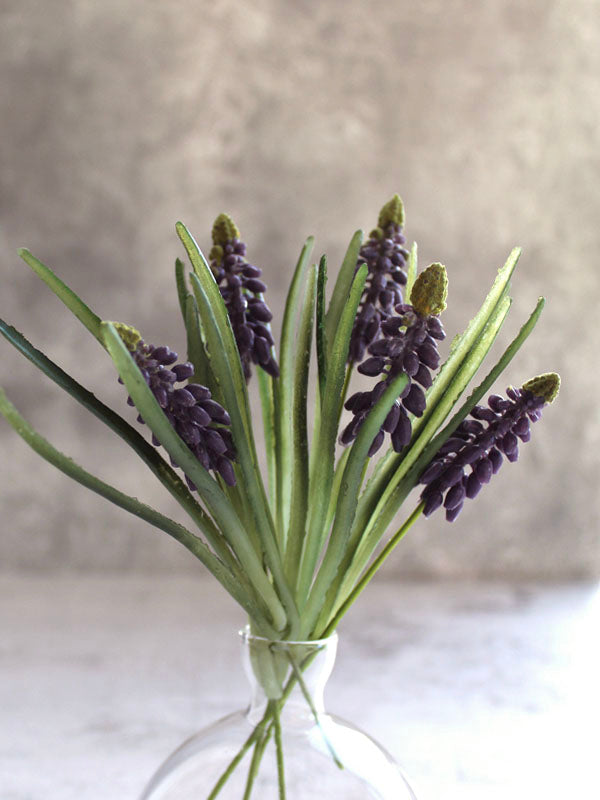 
                  
                    MUSCARI
                  
                