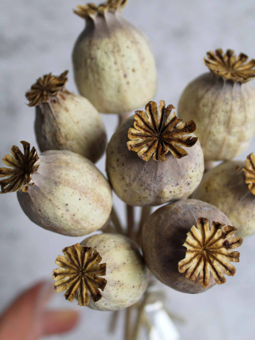 dried poppy heads