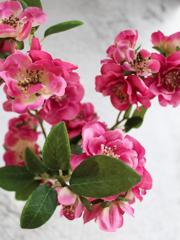 
                  
                    FUCHSIA BLOSSOM
                  
                