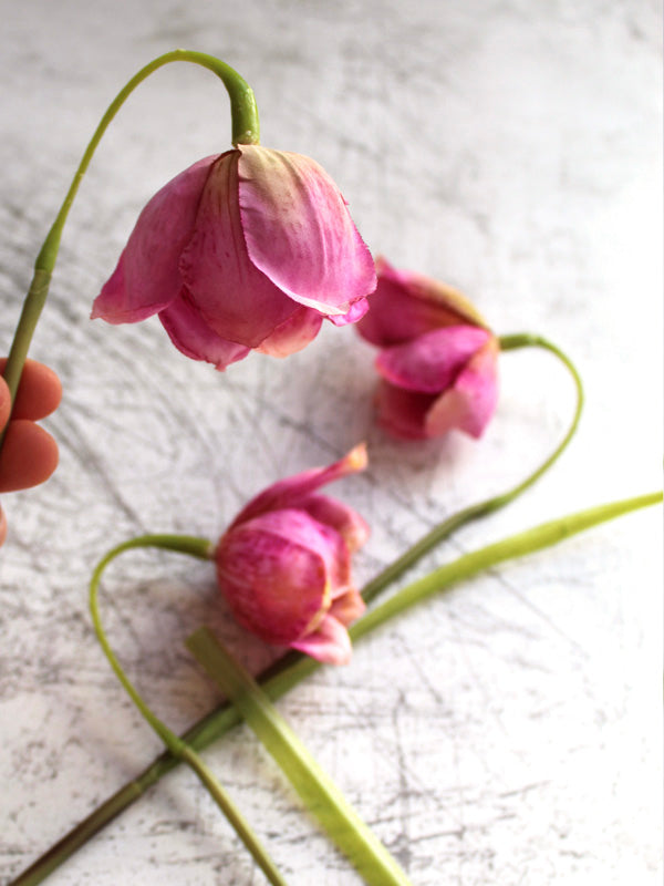 PINK FRITILLARIA