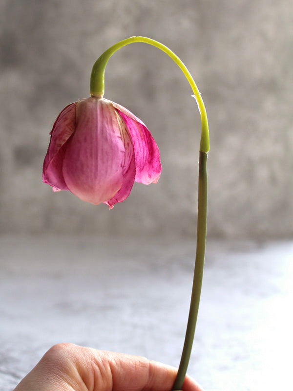 
                  
                    PINK FRITILLARIA
                  
                