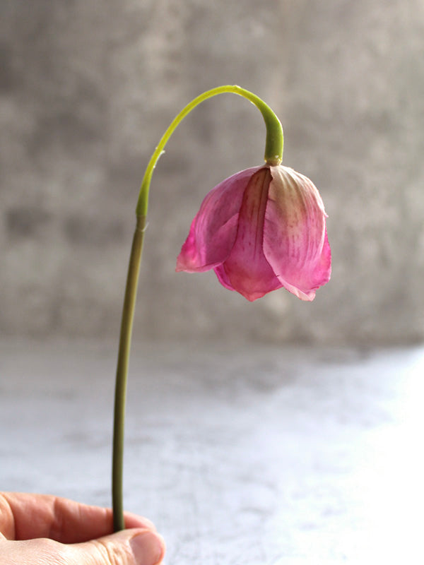 
                  
                    PINK FRITILLARIA
                  
                