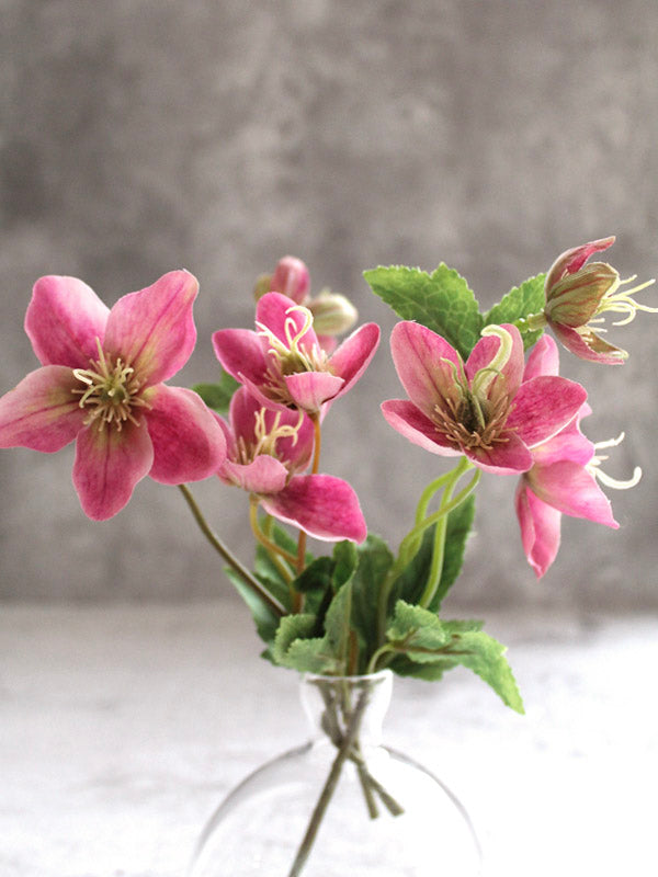 
                  
                    pink hellebore
                  
                