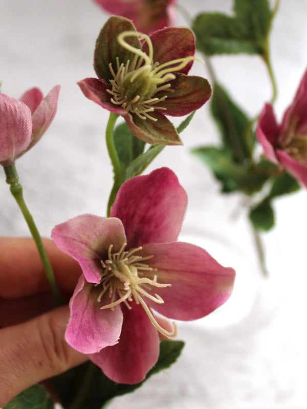 
                  
                    PINK HELLEBORE
                  
                