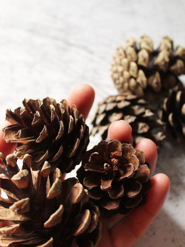 REAL PINE CONES FOR WREATH