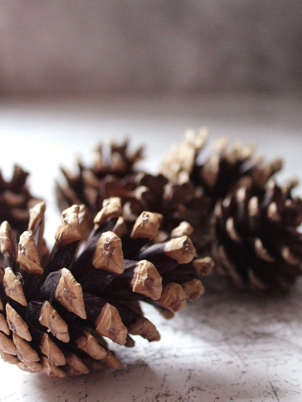 PINE CONES FOR WREATH MAKING