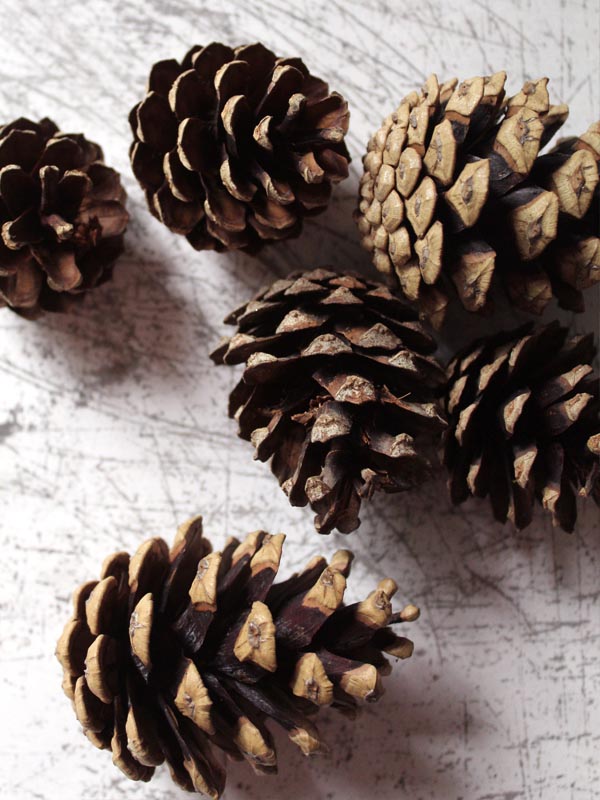 
                  
                    NATURAL PINE CONES
                  
                