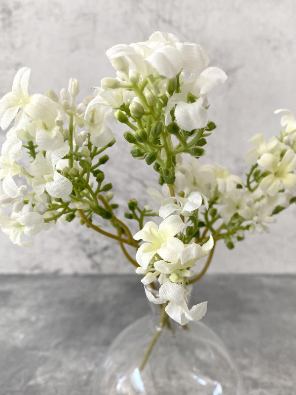 WHITE VERBENA