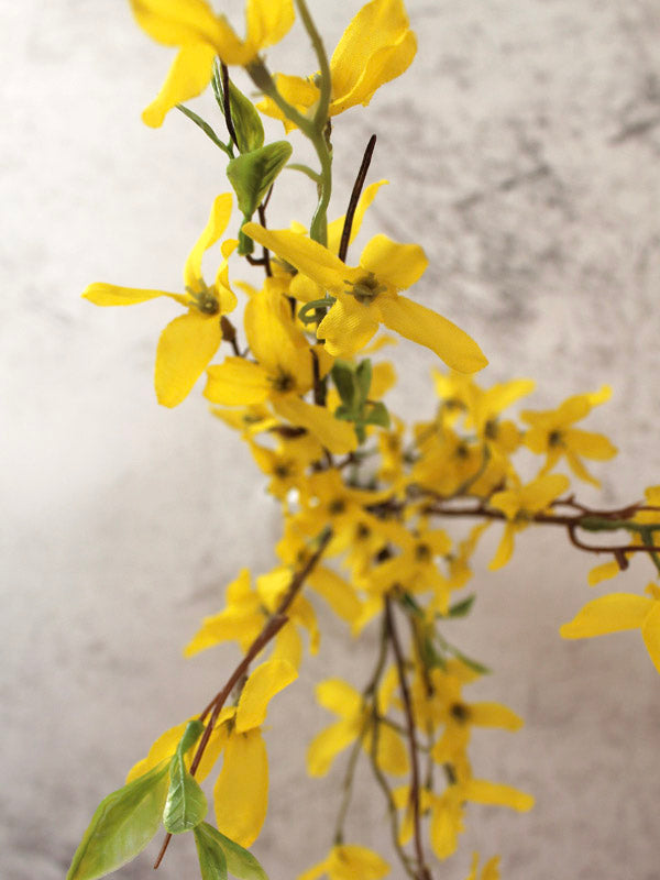 FORSYTHIA