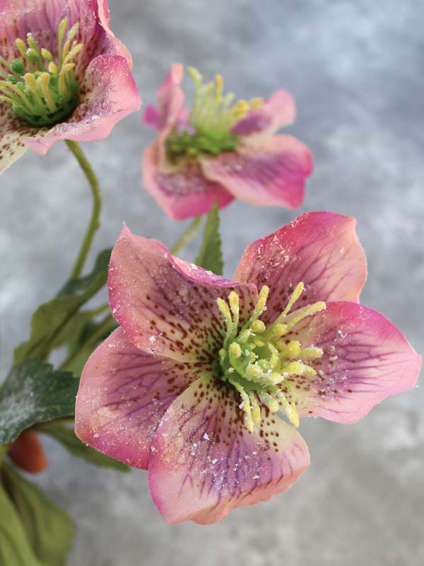 
                  
                    ICED HELLEBORE
                  
                