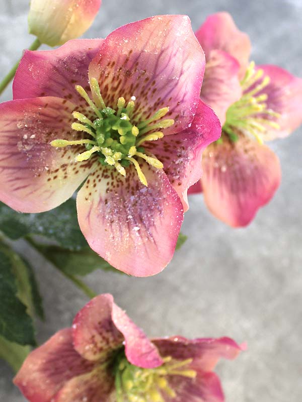 ICED HELLEBORE