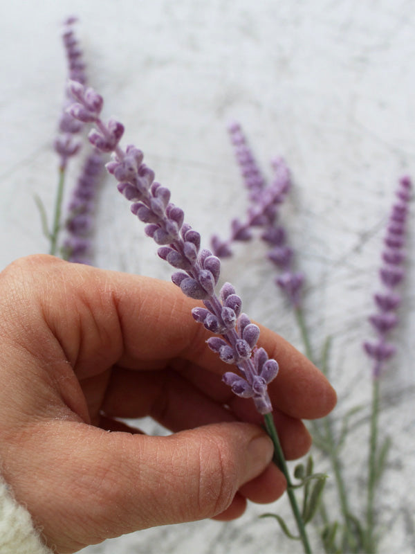 
                  
                    LILAC HEATHER
                  
                