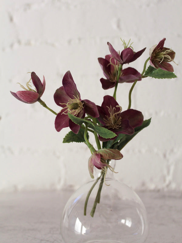 PURPLE HELLEBORE