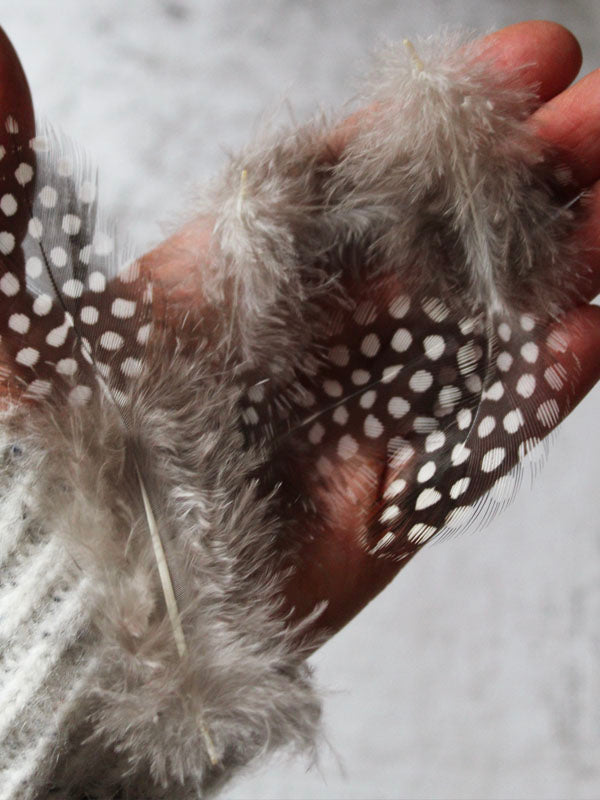 
                  
                    quail feathers
                  
                