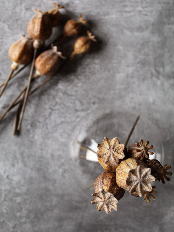 brown poppy heads